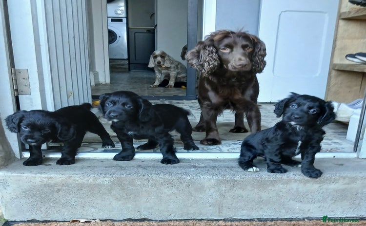 Cocker Spaniel dogs Working cocker spaniels - Advert 7