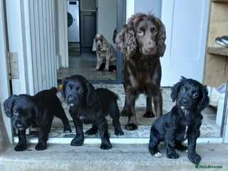 Cocker Spaniel dogs Working cocker spaniels - Advert 12