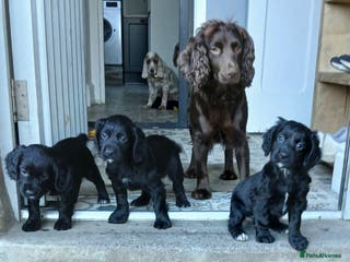 Cocker Spaniel dogs Working cocker spaniels - Advert 8