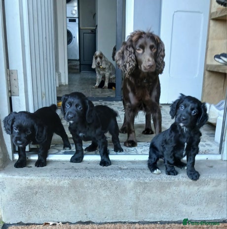 Cocker Spaniel dogs Working cocker spaniels - Advert 7