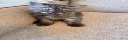 Persian cats for sale: Stunning Persian x Ragdoll kittens Ready for Homes in Watford - Advert 16