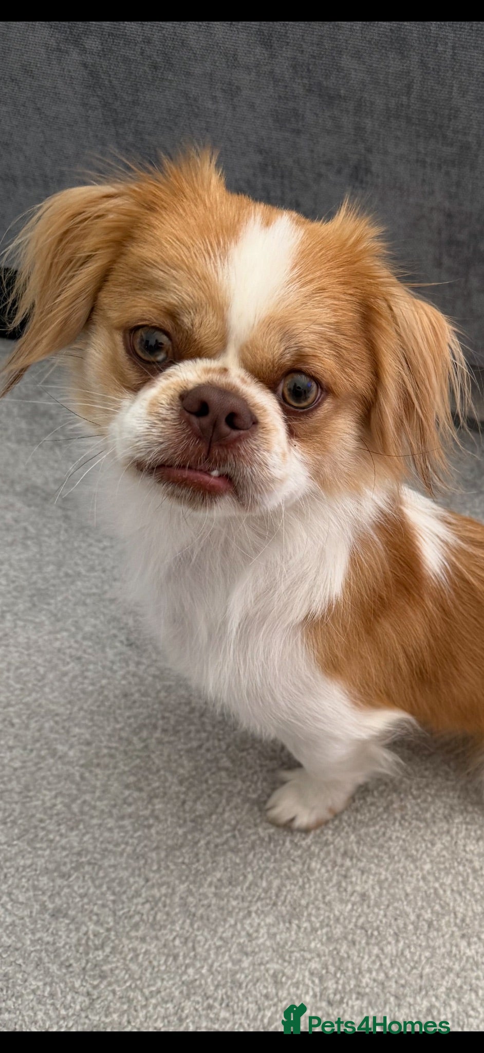Mixed Breed dogs Shih Tzu cross  - Advert 1