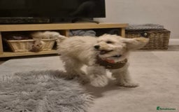 Toy Poodle dogs for sale: Toy poodle boy  - Image 3