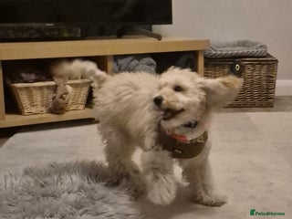 Toy Poodle dogs - Advert 9