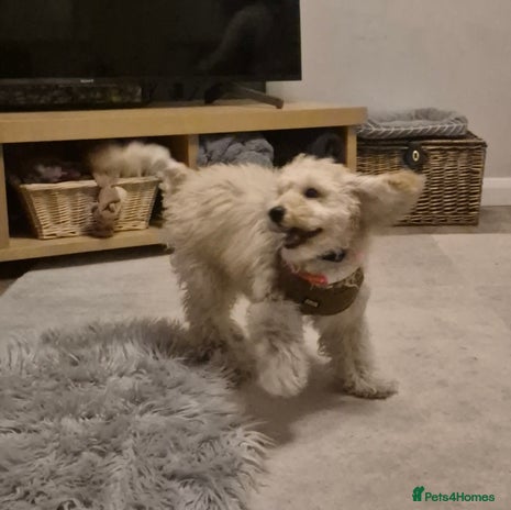 Toy Poodle dogs - Advert 13