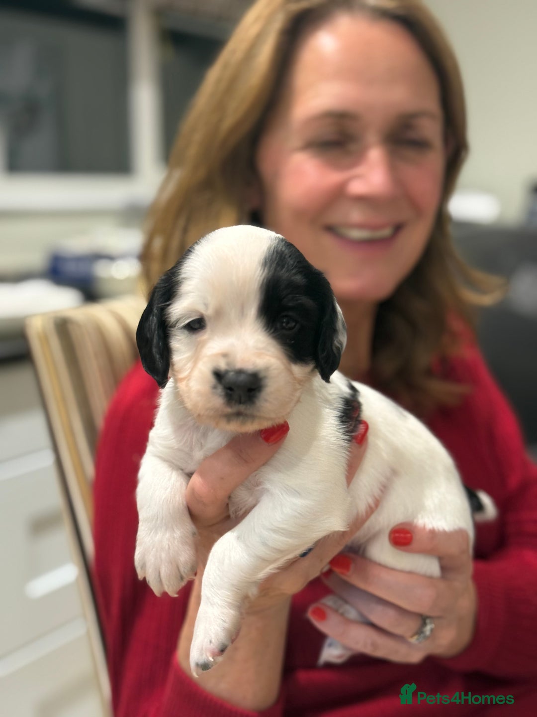 Sprocker dogs for sale: 4 Beautiful Boy Spaniels Left! - Advert 8
