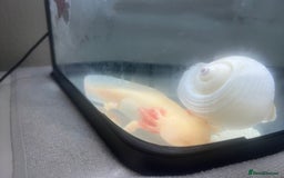 Axolotl reptiles for sale: Pair of Axolotls male and female with tank - Image 4