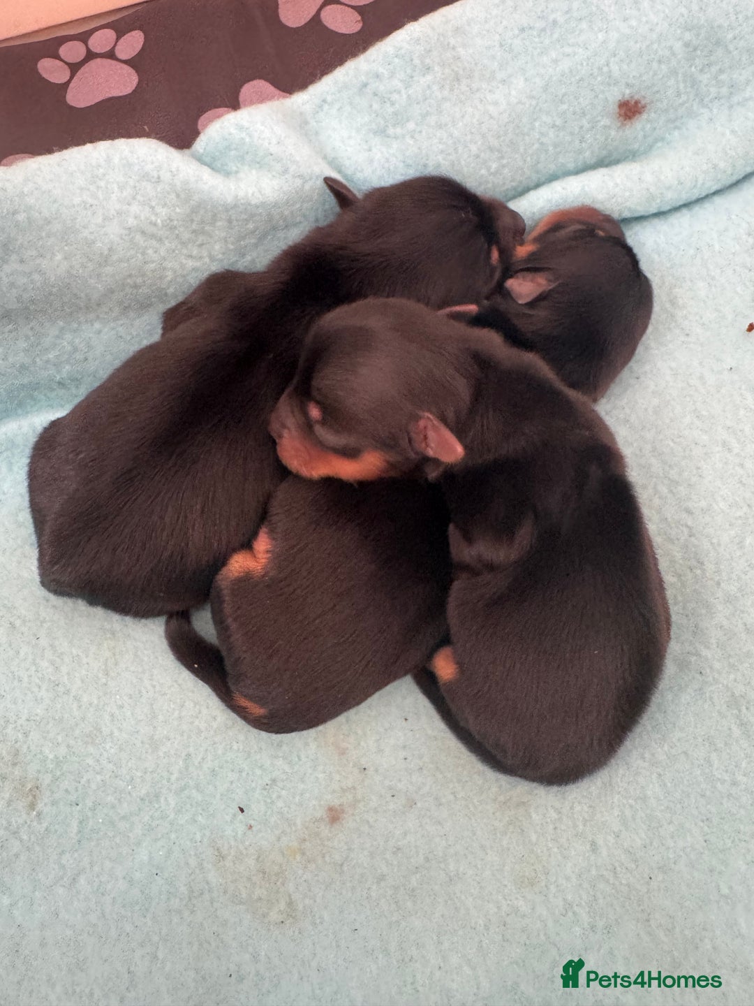 Yorkshire Terrier dogs for sale: Yorkshire Terrier Puppies  - Advert 29
