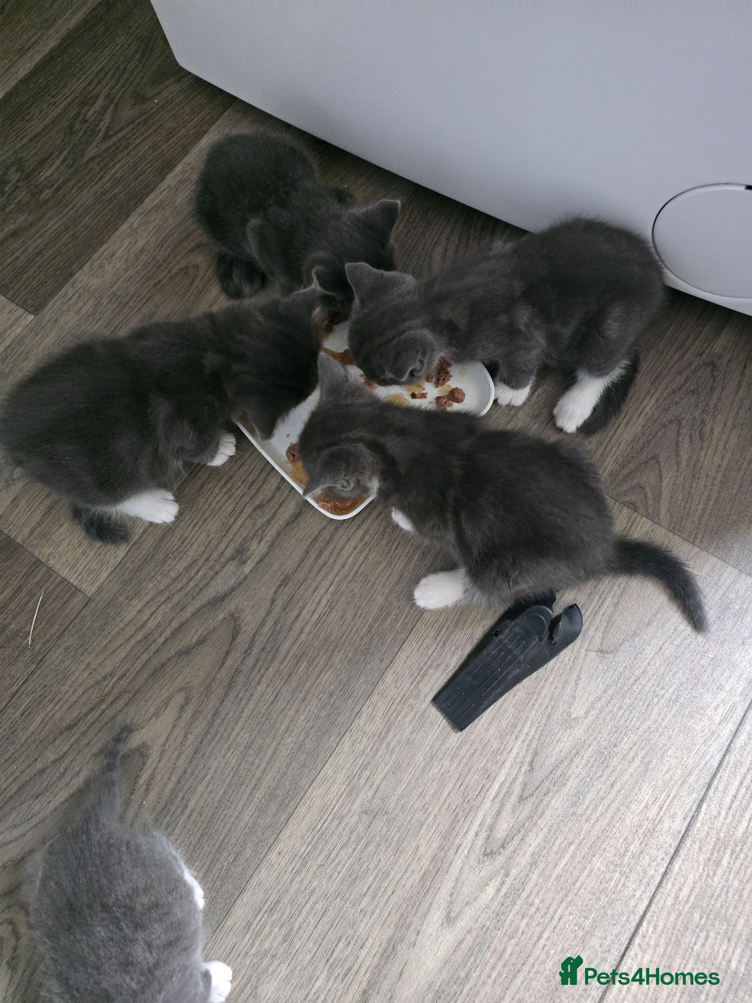 British Shorthair cats Bombay / British short hair kittens - Advert 3