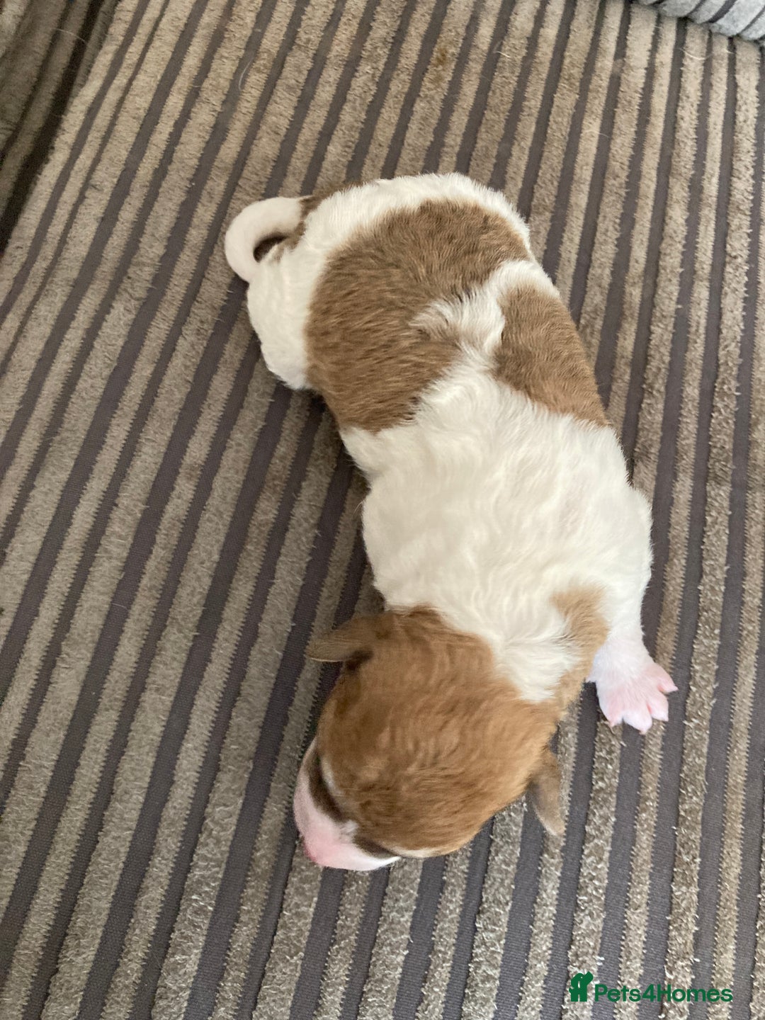 Jackapoo dogs for sale: @@GORGEOUS JACKAPOO PUPPIES@@ - Image 10