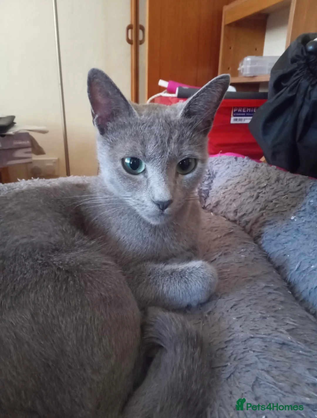 Russian Blue cats for sale: Russian blue kitten for sale  - Advert 2