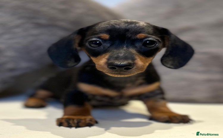 Miniature Dachshund dogs - Advert 13