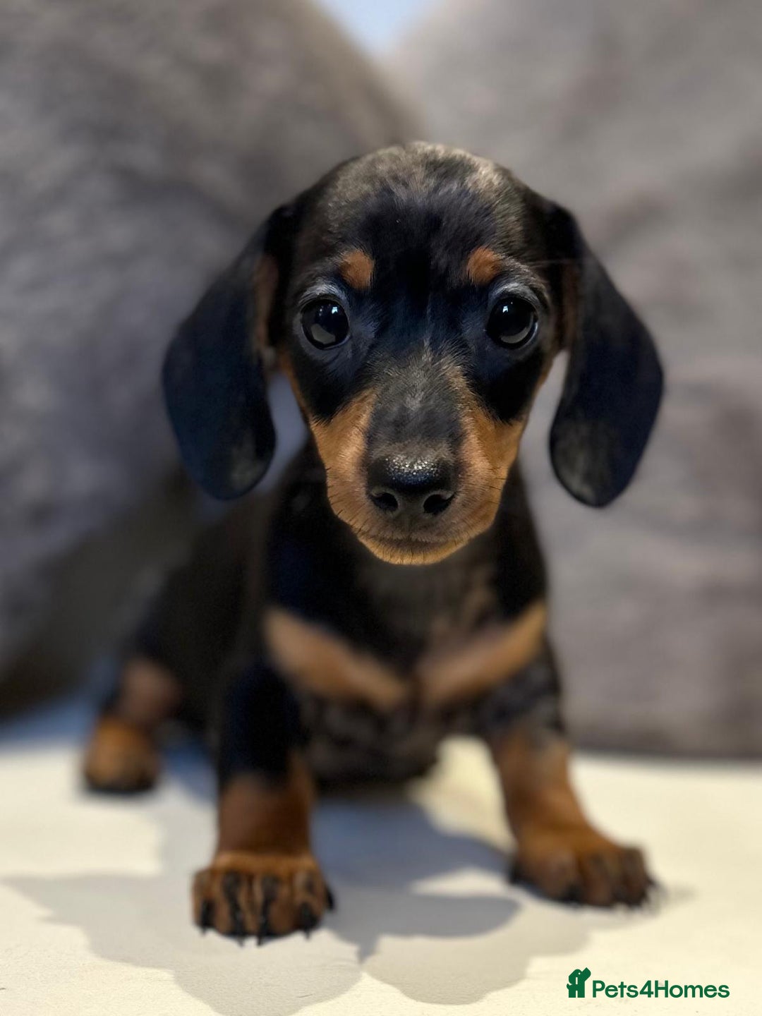 Black And Tan Dachshund Miniature Near Me Black Dachshund Puppy Top