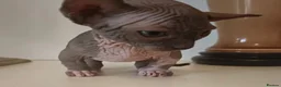 Sphynx cats for sale: Stunning TICA Registered Bambino Boy – Proven Stud - Advert 7