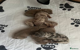 Dachshund dogs for sale: Litter of miniature dachshunds born 12/9/25 - Image 2