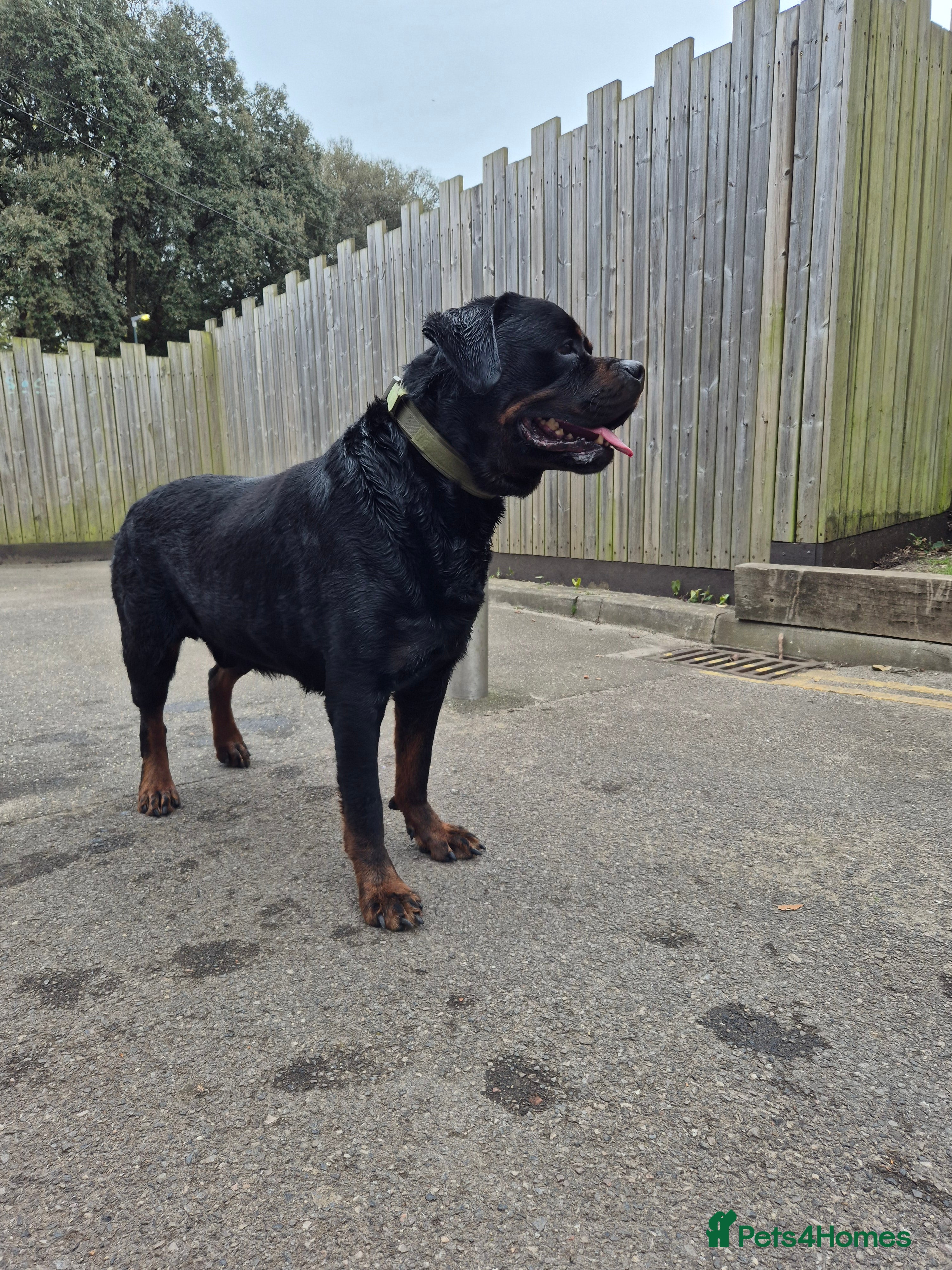 Ares
