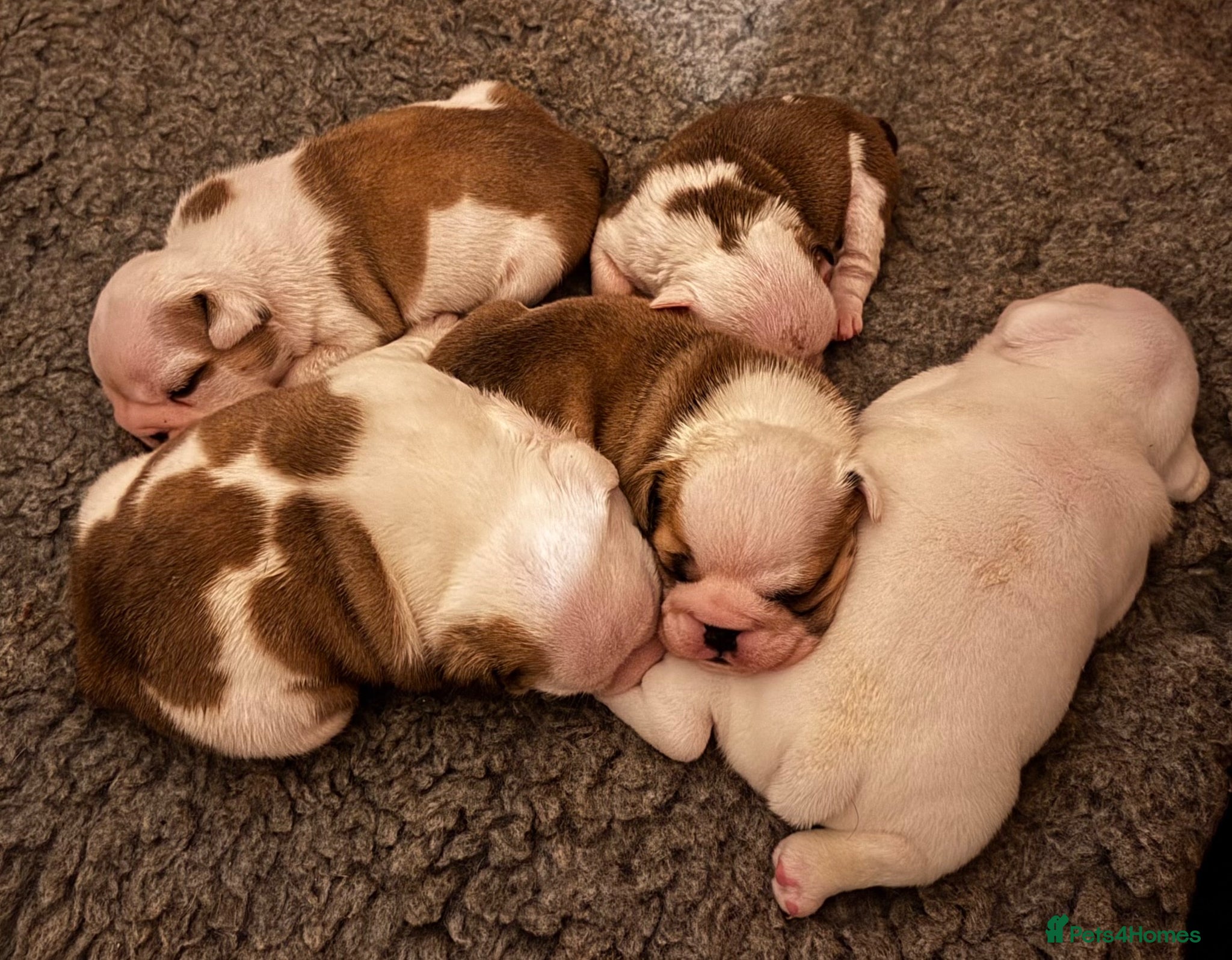 English Bulldog dogs Kc registered red & white puppies *5 females* - Advert 6