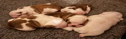 English Bulldog dogs for sale: Kc registered red & white puppies *5 females* - Advert 2