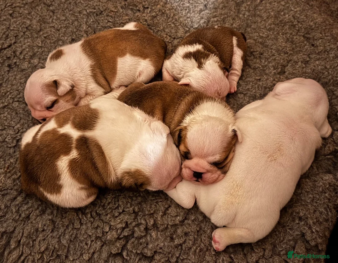 English Bulldog dogs for sale: Kc registered red & white puppies *5 females* - Advert 2