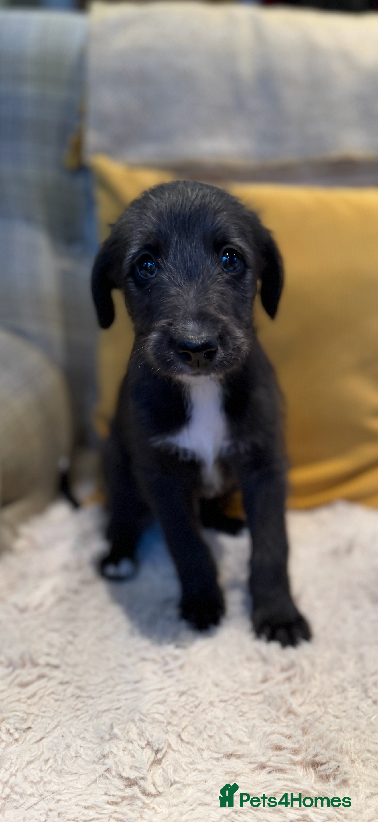 Mixed Breed dogs Bedlington/Whippet/Lurcher puppies - Advert 1