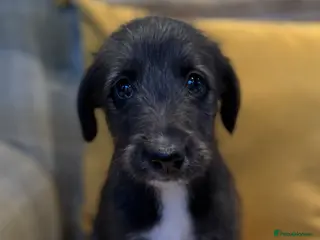 Mixed Breed dogs Bedlington/Whippet/Lurcher puppies - Advert 1