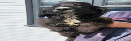 Cocker Spaniel dogs for sale: Reduced, and ready to go! - Advert 3