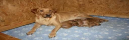 Labrador Retriever dogs for sale: Gorgeous Litter of Fox Red Labrador Puppies - Advert 1