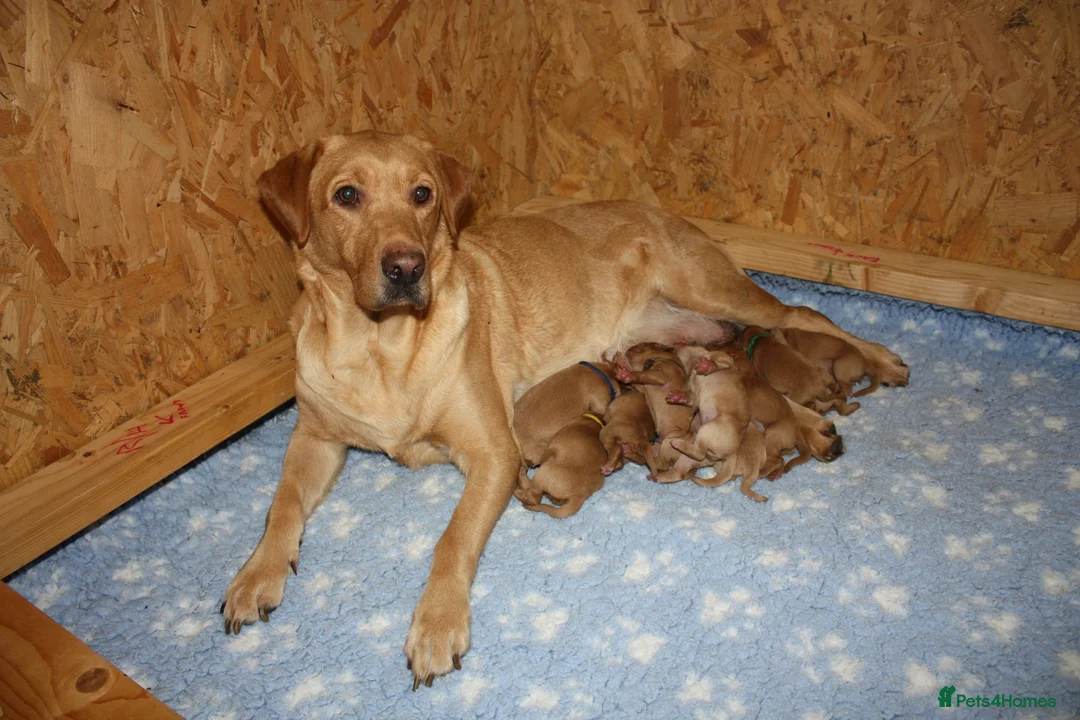Labrador Retriever dogs for sale: Gorgeous Litter of Fox Red Labrador Puppies - Advert 1