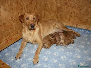 Labrador Retriever dogs Gorgeous Litter of Fox Red Labrador Puppies - Advert 1