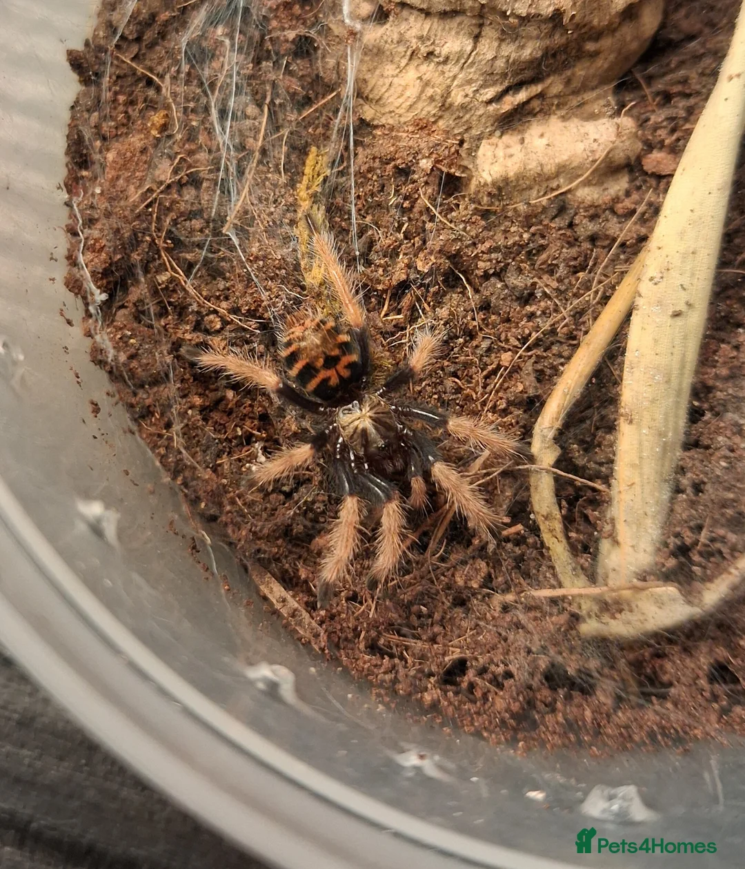 Tarantulas invertebrates for sale: Tarantula Spiderlings - Advert 3