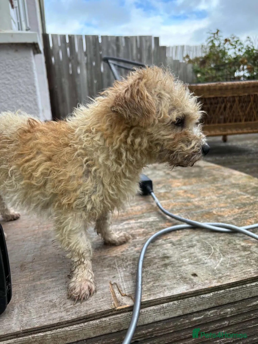 Mixed Breed dogs for adoption: Gorgeous girl Clara 💕  - Advert 6