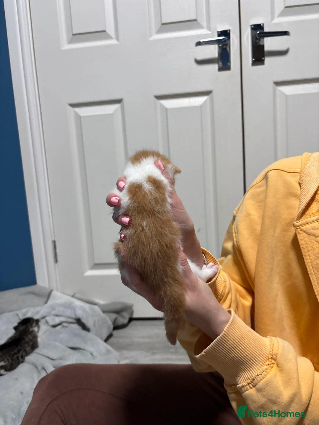 Mixed Breed cats for sale: Mixed breed kittens  - Advert 7