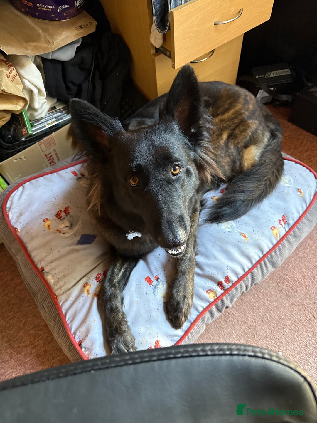 German Shepherd dogs for sale: Female German Shepherd For Rehome - Advert 2