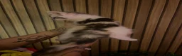 Maine Coon cats for sale: Maine Coon kittens in Cupar - Advert 9