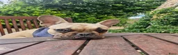 French Bulldog dogs for sale: Male French Bulldog - Advert 2