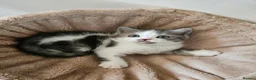 Scottish Fold cats for sale: Adorable Scottish Fold Straight Ear Kittens  - Advert 11