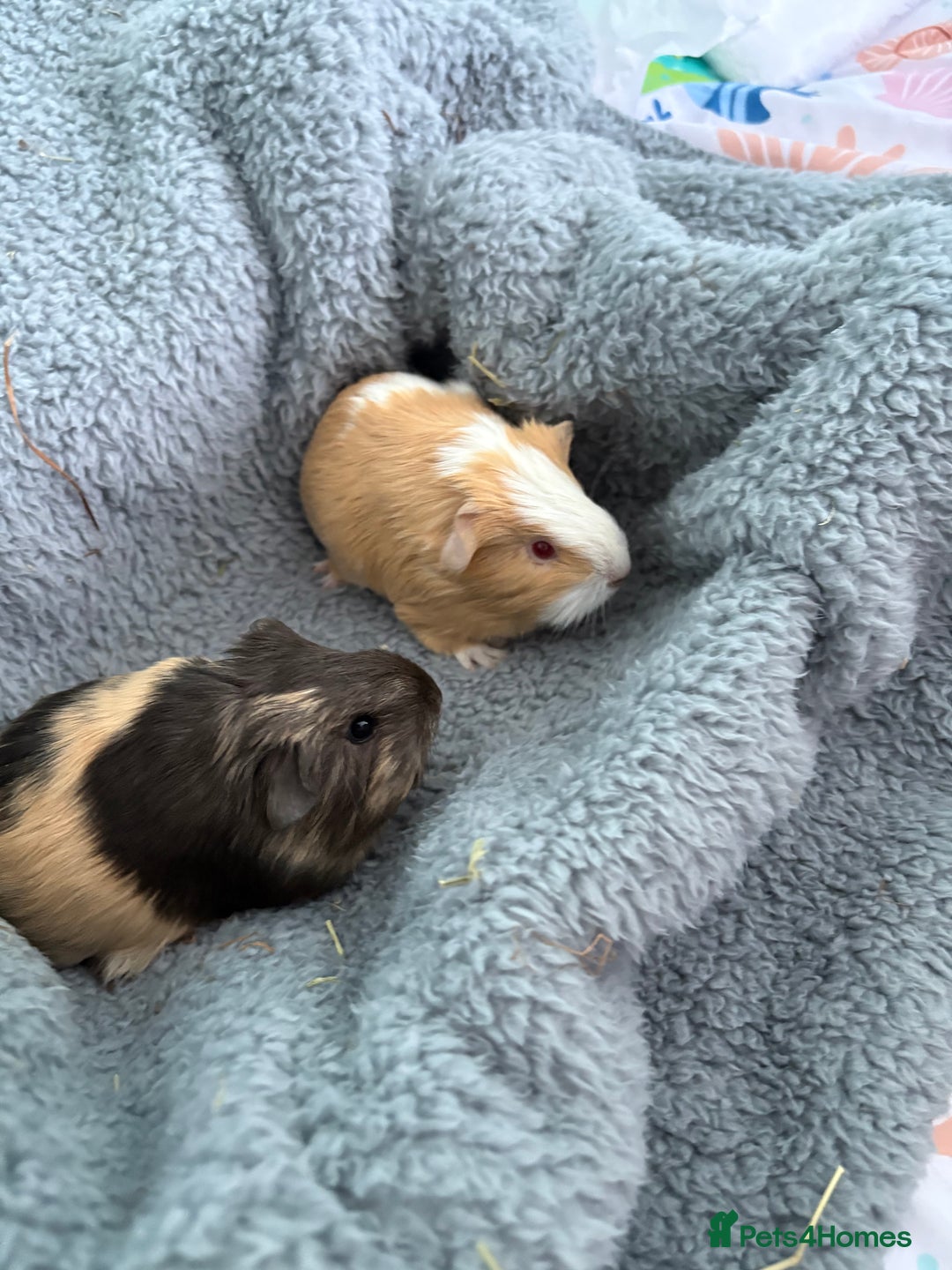 Guinea Pig rodents for sale: Two beautiful bonded baby boars - Advert 2