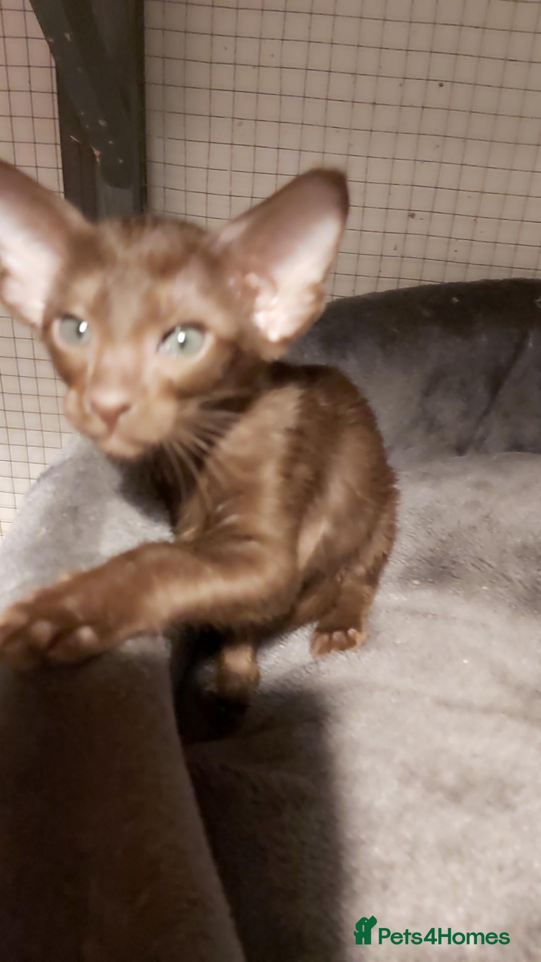Oriental cats FULL Pedigree Oriental XL size ears GCCF - Advert 1