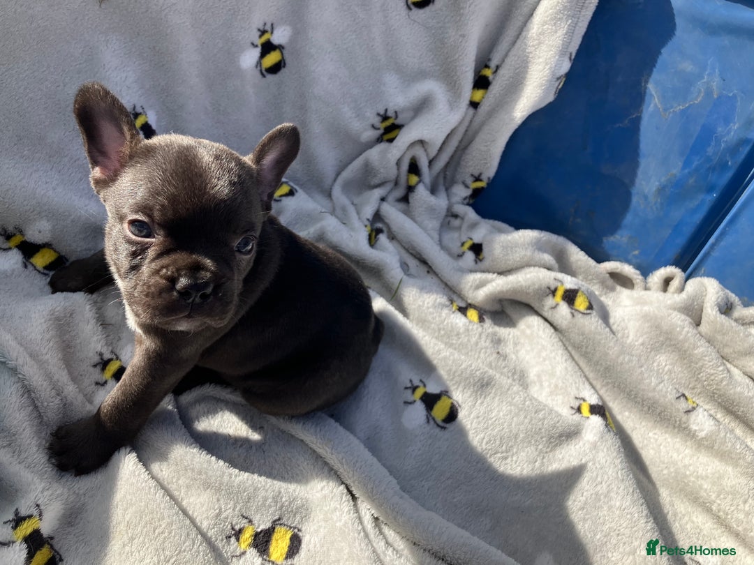 French Bulldog dogs for sale: Last One - KC French Bulldog Puppies - Image 4