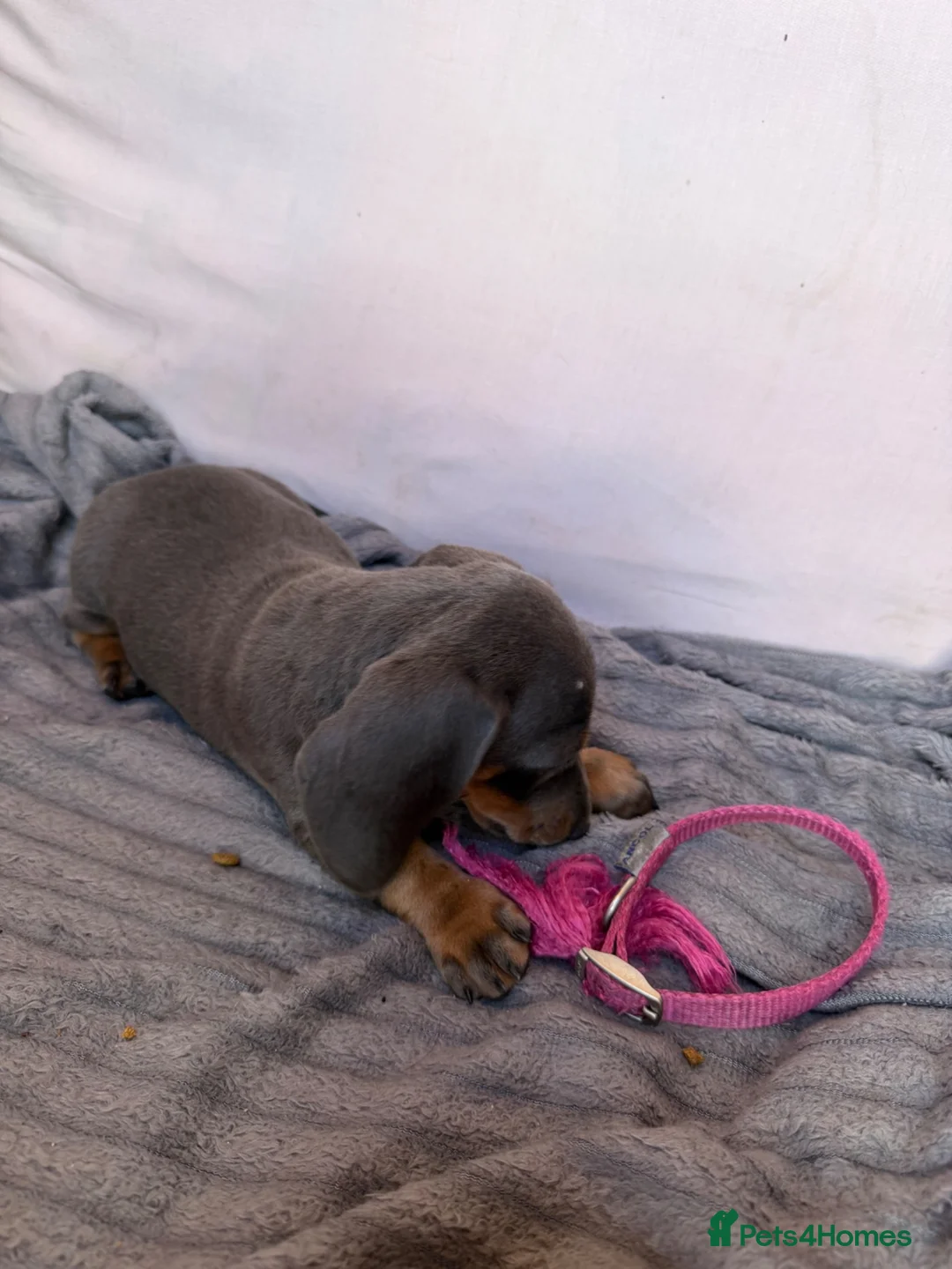 Miniature Dachshund dogs for sale: Miniature dachshund puppies for sale in Stevenage - Advert 10