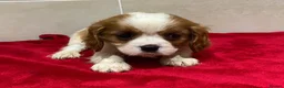 Cavalier King Charles Spaniel dogs for sale: Pedigree Cavalier King Charles puppies - Advert 4