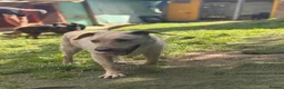 Mixed Breed dogs for adoption: Otis  - Advert 4