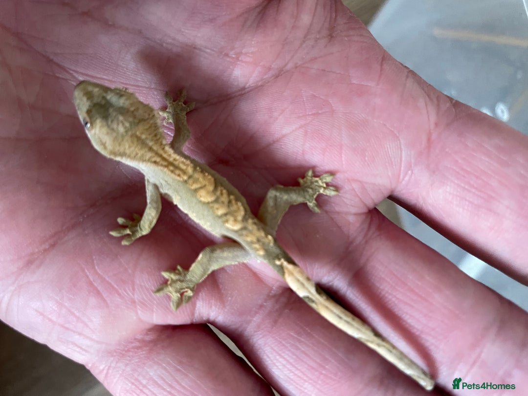 Gecko reptiles for sale: Crested Geckos Available  - Image 7