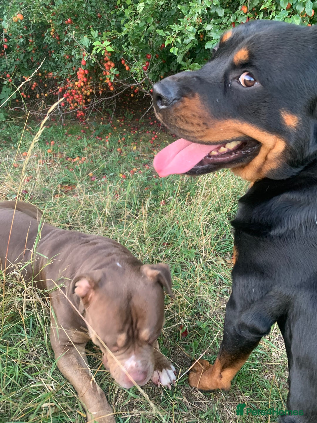 Mixed Breed dogs for sale: 4 stunning boys and 5 even more stunning girls - Advert 36