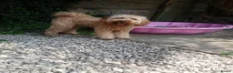 Cockapoo dogs for sale: Beautiful F2 Cockapoo Puppies  - Advert 16