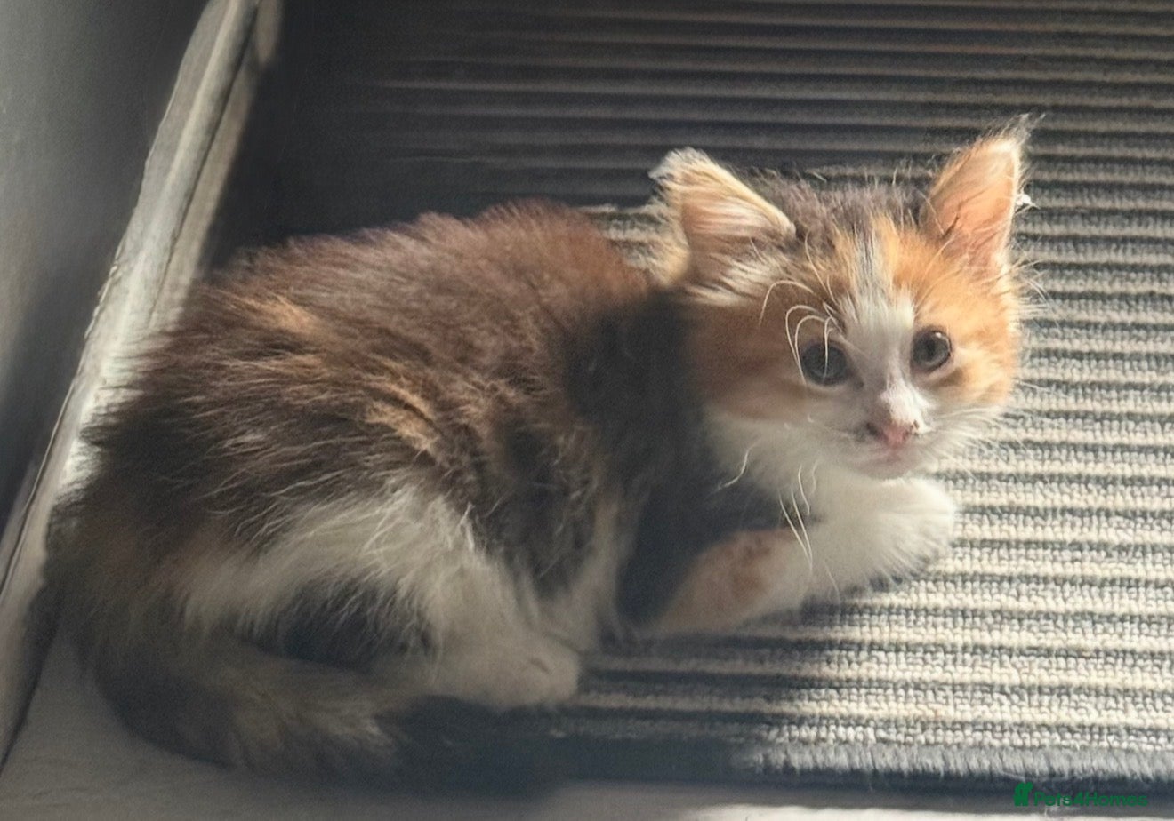 British Longhair cats Little babygirl looking for her forever home  - Advert 1