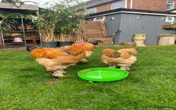 Chickens poultry for sale: Buff Columbian Brahma  - Image 2