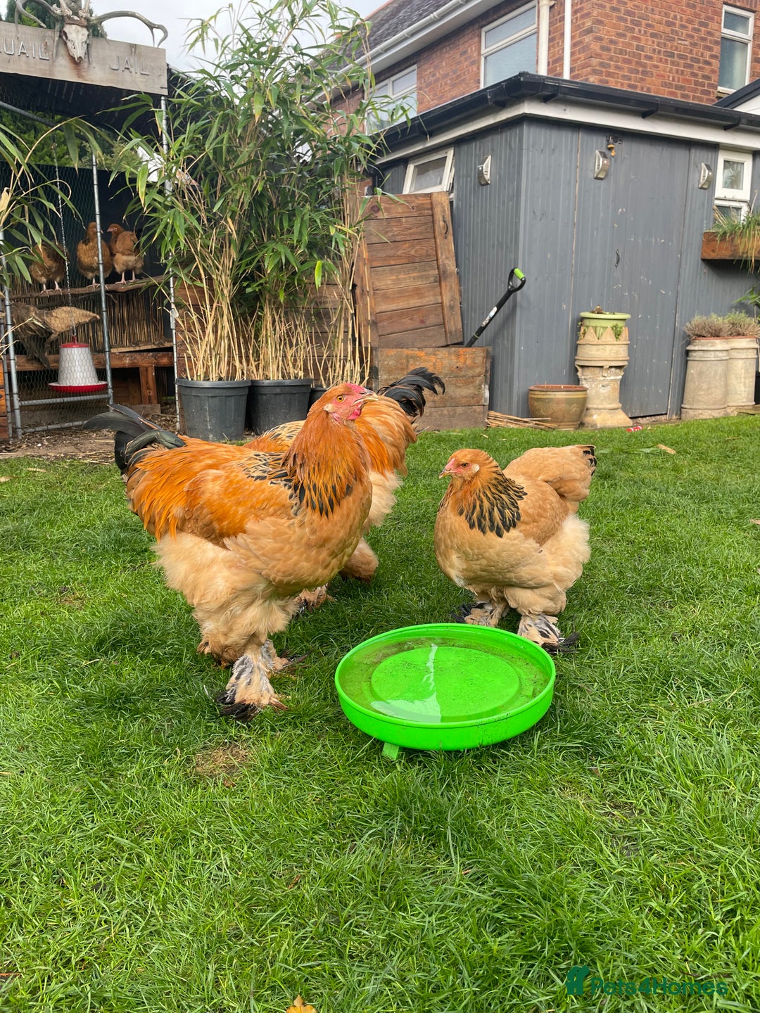 Chickens poultry for sale: Buff Columbian Brahma  - Image 2