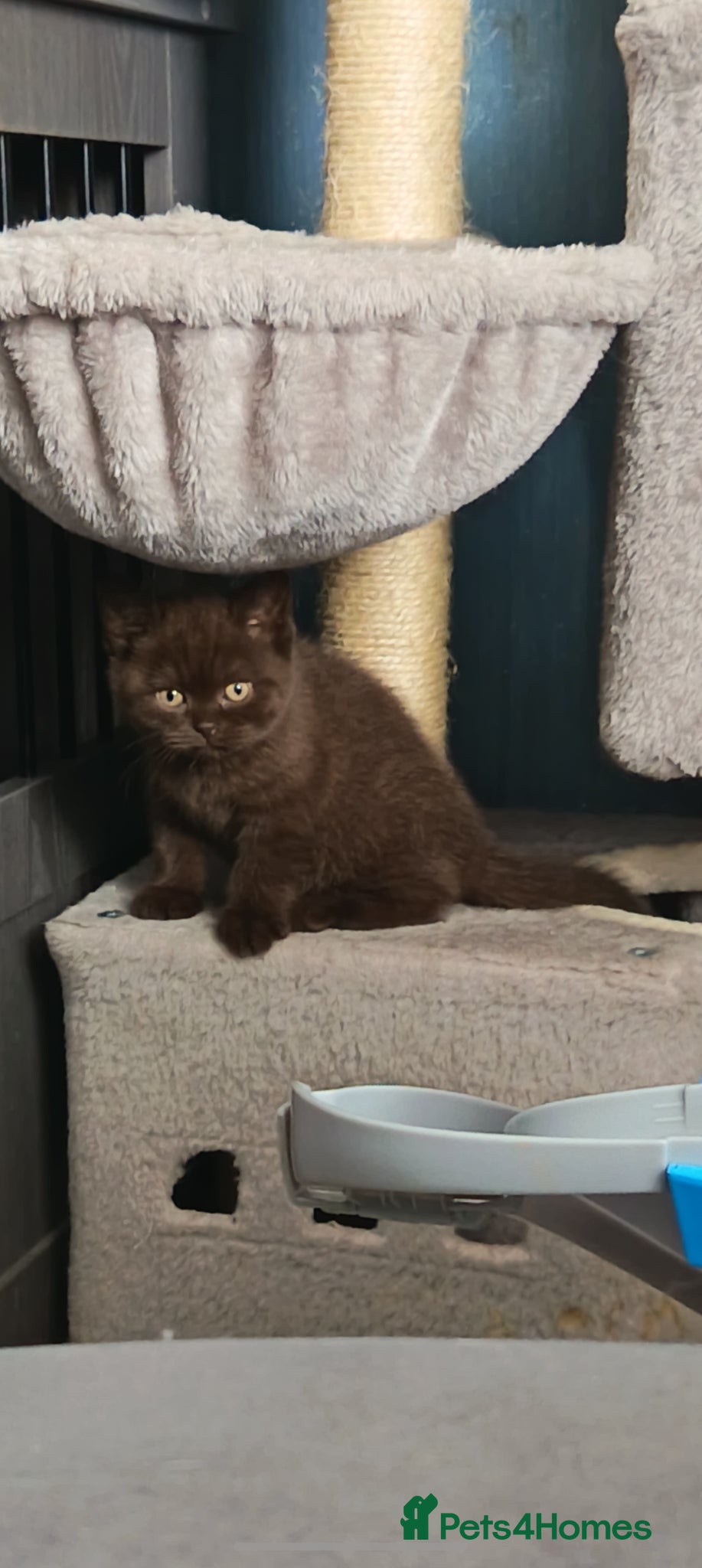 British Shorthair cats *Beautiful GCCF Reg'd Kittens*DNA Tested Parents* - Advert 16