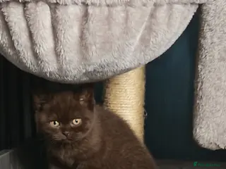 British Shorthair cats *Beautiful GCCF Reg'd Kittens*DNA Tested Parents* - Advert 1